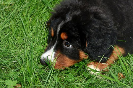 Le chien de Laure