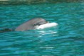 /album/photos-danimaux/dolphins16-jpg/