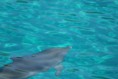/album/photos-danimaux/dolphins1-jpg/