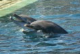 /album/photos-danimaux/dolphins5-jpg1/