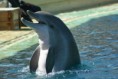 /album/photos-danimaux/dolphins6-jpg1/