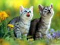 /album/photos-danimaux/chat-jpg/