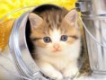 /album/photos-danimaux/chat-jpg1/