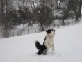 /album/les-animaux/img-0432-jpg/